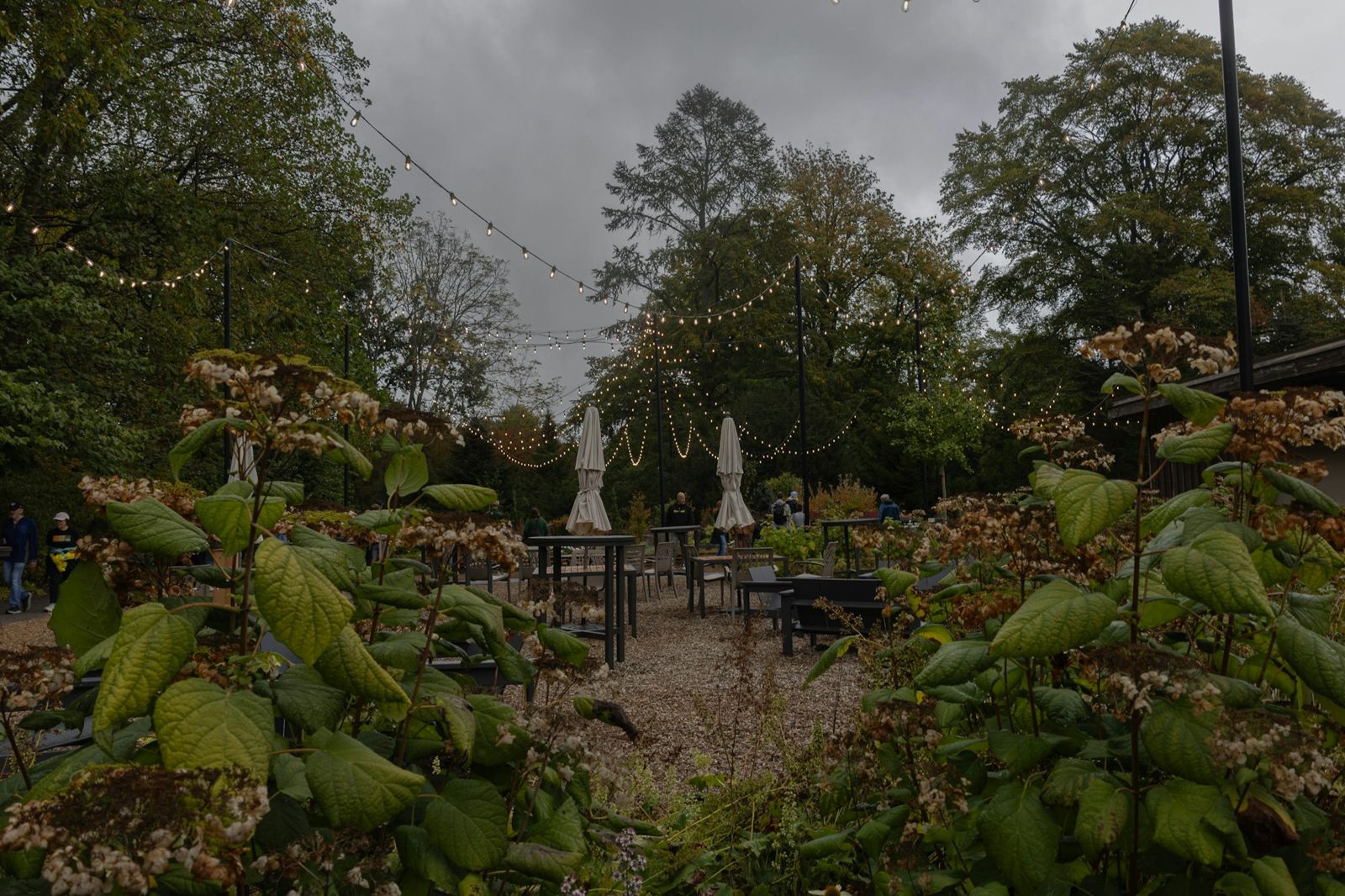 Outdoor ceremony seating under trees and string lights